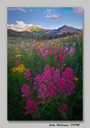 Mountain Magenta