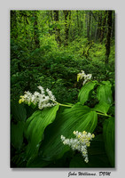 Forest Bath