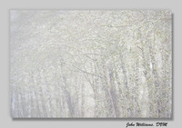 Alder Fog