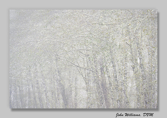 Alder Fog