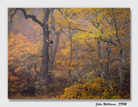 Misty Oak