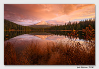 Trillium Glow