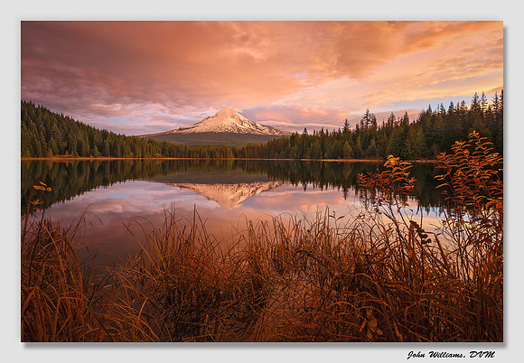 Trillium Glow
