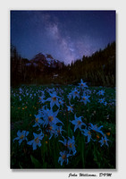 Languid Dream