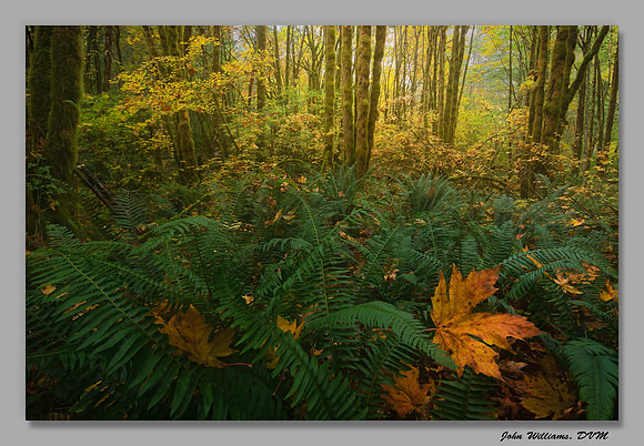 Fern Bombing