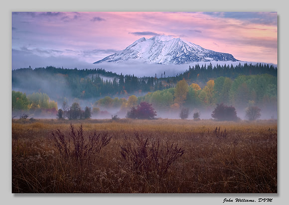 Morning Glory