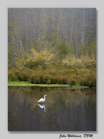 Upon Reflection
