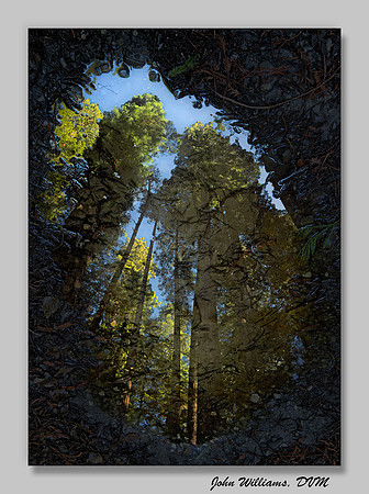 Looking Glass