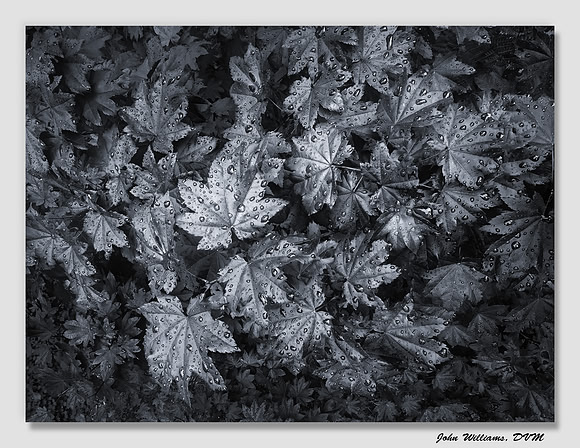 Liquid Silver