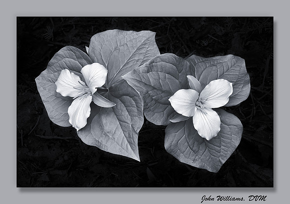 Two Trillium